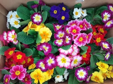 /uploads/images/uskrsnji bazar_beograd_5.jpg